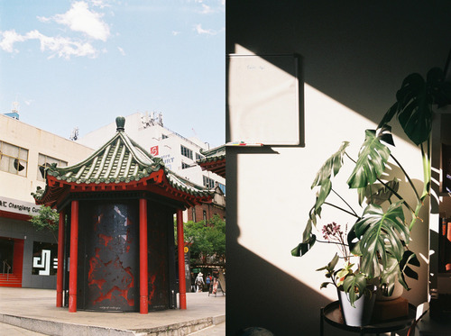 Left to right: Chinatown, Monstera with morning sunlight masked by a window. Fujifilm Superia C200. Click to view larger size.