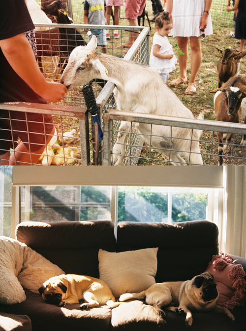 Top to bottom: Goat at petting zoo, Pugs on sofa in filtered sunlight. Fujifilm Superia C200. Click to view larger size.