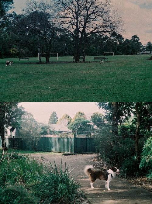 These ones, not so good. Maybe it was the overcast sky? Or the shutter got stuck? Maybe daylight balanced film just looks like that? View full size