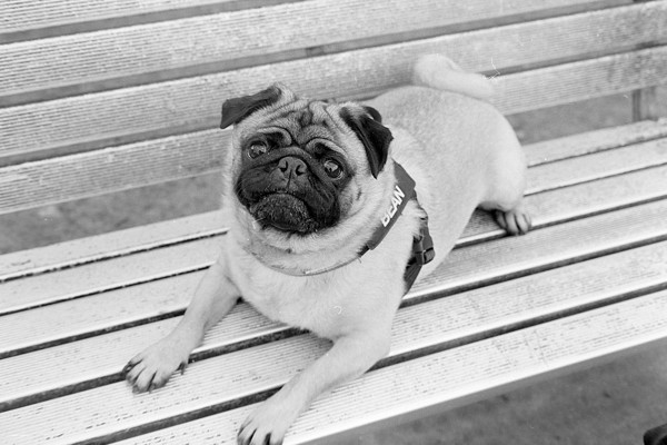 <strong>Bean on a park bench</strong><br> <!-- title -->
August 2023<br> <!-- date -->
Scanned (DSLR) BW Negative<br> <!-- medium -->
Ilford HP5+ @ 400 ISO<br> <!-- film stock -->
Yashica Electro 35 GSN<!-- camera/lens -->
<br><br>
<em> <!-- inspiration/motivation -->
One of my pugs.
</em>
