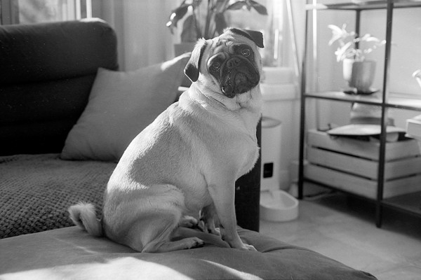 <strong>Chip on ottoman</strong><br> <!-- title -->
August 2023<br> <!-- date -->
Scanned (DSLR) BW Negative<br> <!-- medium -->
Ilford HP5+ @ 400 ISO<br> <!-- film stock -->
Yashica Electro 35 GSN<!-- camera/lens -->
<br><br>
<em> <!-- inspiration/motivation -->
One of my pugs.
</em>
